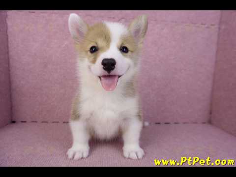 10/13雙色柯基犬公幼犬2號