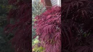 Download lagu My favorite of Japanese Maples.. Acer Crimson Queen! #shorts #japanesemaple #plants #gardening ￼ mp3