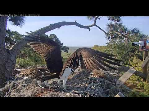 Ospreys Have Difficult Time Wrangling Live Fish In The Nest – April 8, 2021