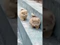 funny animal video 😂​ #shots #funny #animals #video