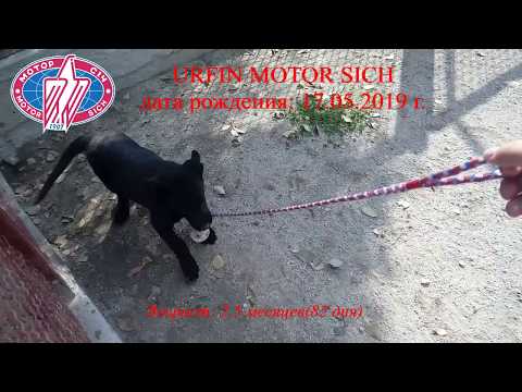 Urfin MOTOR SICH щенок немецкой овчарки 2,5 месяца