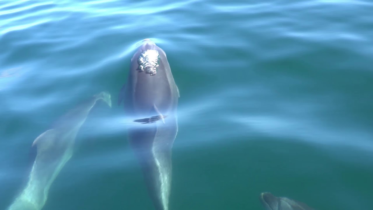 Grab a peek of dolphin watching cruise adventure.