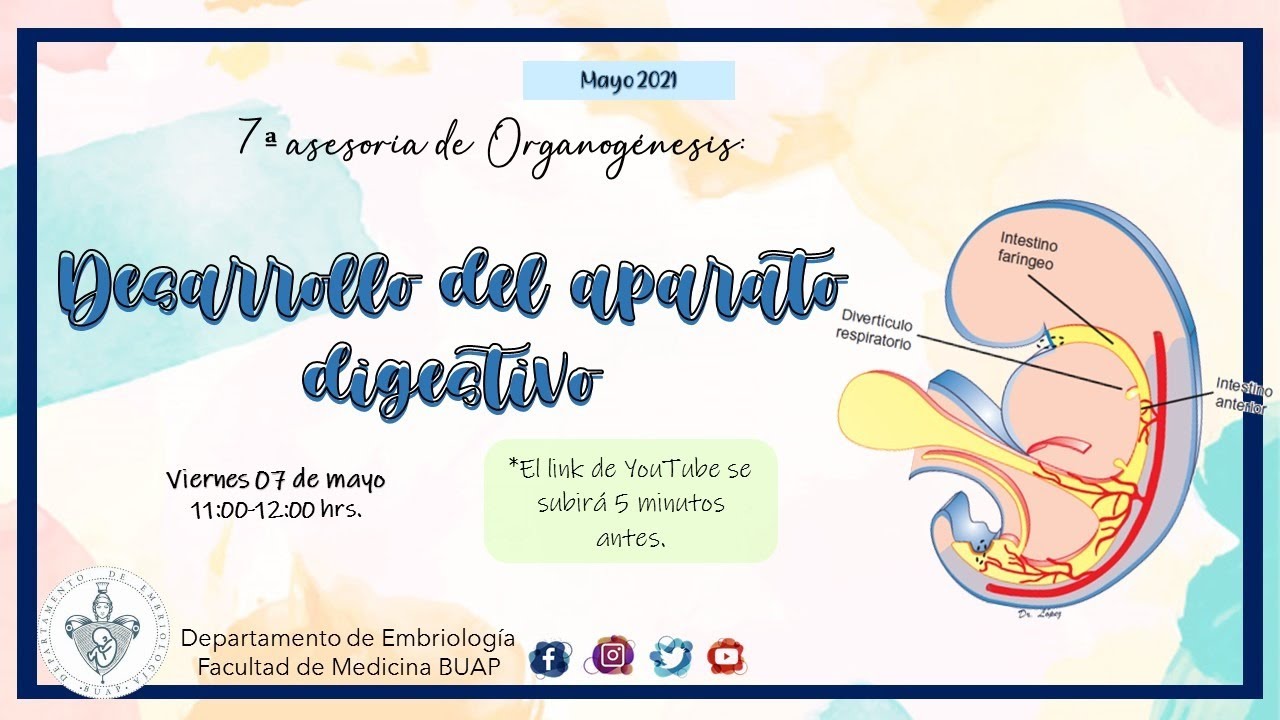 Desarrollo del Aparato Digestivo I Laboratorio de Embriología BUAP