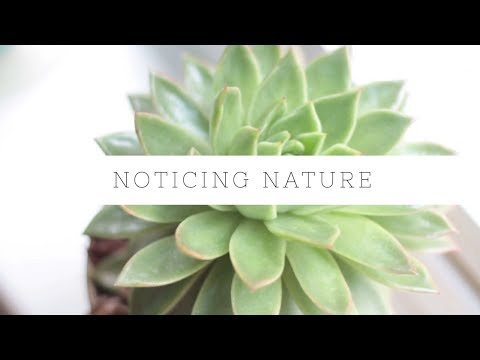 Noticing Nature