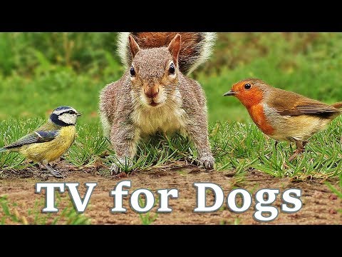 Videos for Dogs To Watch - Dog TV Videos of Birds and Squirrels for Separation Anxiety