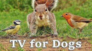 TV for Dogs : Videos for Dogs To Watch - Birds and Squirrels for Separation Anxiety