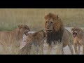 Lion politics a lesson in dominance - Kruger National Park