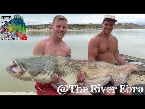 River Ebro big cats