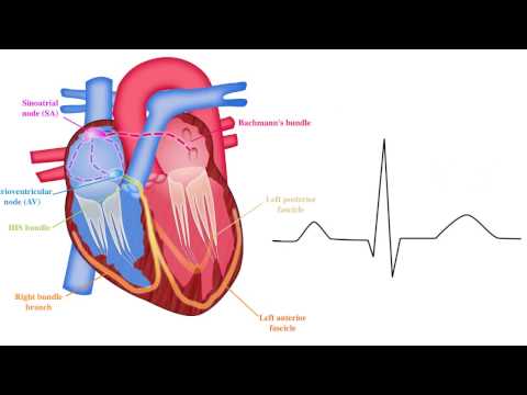 ECG basics 2/10 - Basic EP Principles
