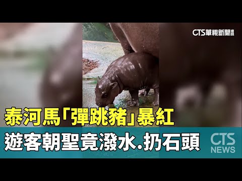 泰河馬「彈跳豬」暴紅　　遊客朝聖竟潑水.扔石頭