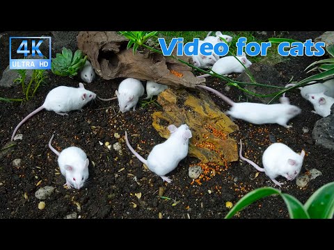 Interactive Cat TV 🐭 White Mice Foraging and Playing in Real Dirt & Wood | 3.5H 4K UHD Cat Video