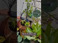 Solar Firefly Lights  Starburst Swaying Solar Powered Garden Fairy Light