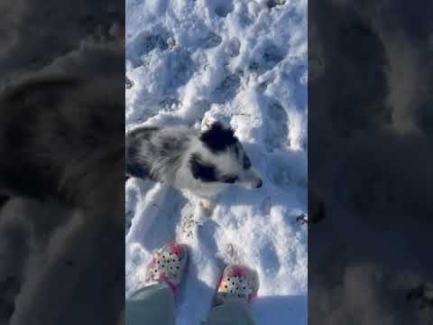 Australian Shepherd puppy for sale