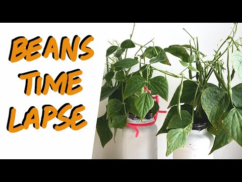 The Life of Beans - Seed to Harvest Time Lapse