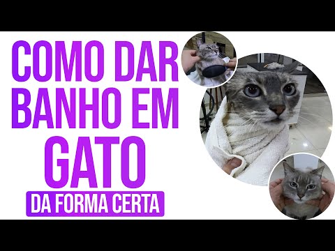 COMO DAR BANHO EM GATO DA FORMA CERTA - MINICURSO JUNIOR BORJA