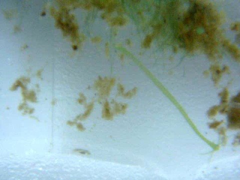 Hunting Strategy of a Freshwater Hydra