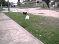 Toto  El Gato Poseido    YouTube