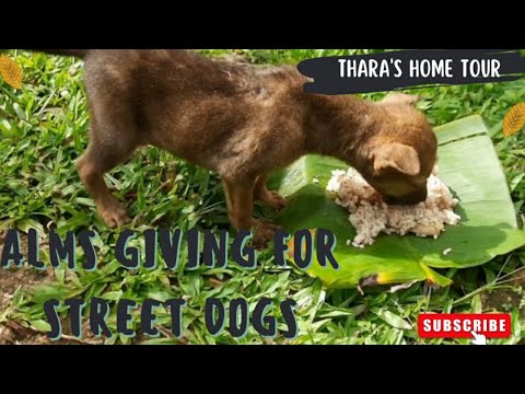 Street Dogs Alms Giving