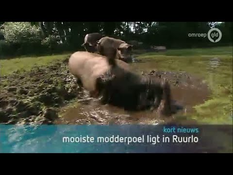 GLD Nieuws 23 juli 2013 - Nieuws