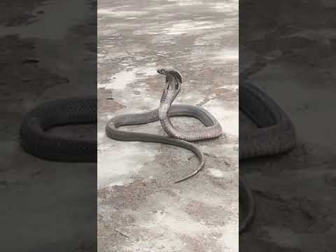@protectedsnakes657 #snake #snakevideo #shorts #snacks #snacks #snackvideo