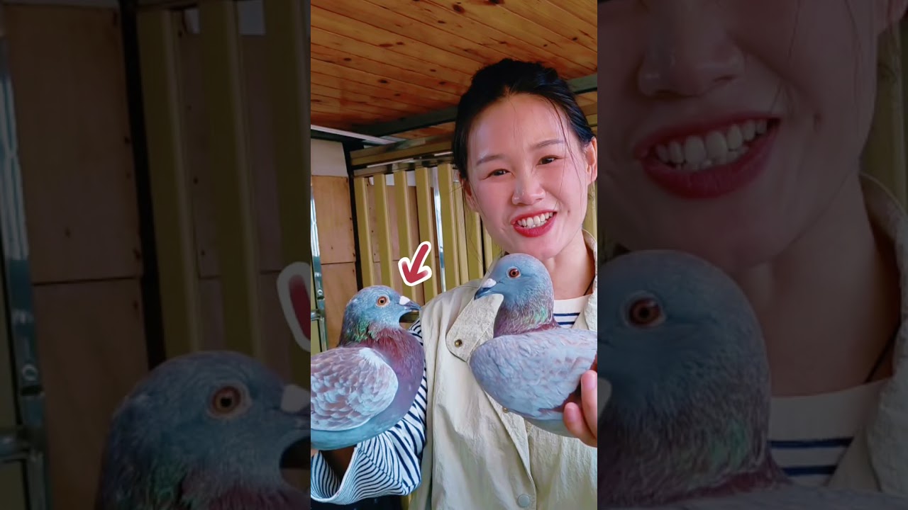 鴿子關賽回來後，不愛飛，自由活動吧 #鴿舍 #賽鴿 #pigeon