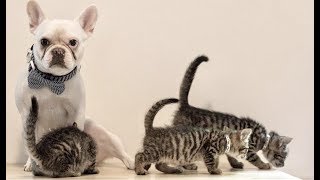 LIVE: French Bulldog Taking Care of Foster Kittens | The Dodo Meow for Now by The Dodo