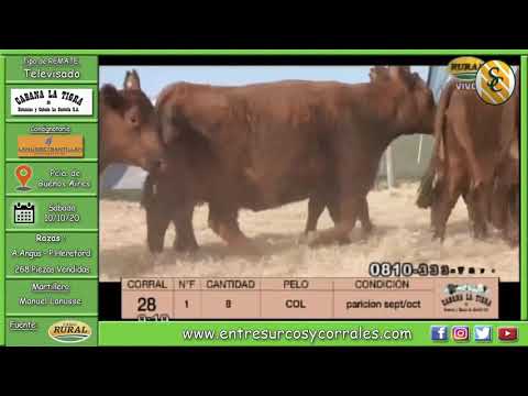 10-10-20 - Remate de Cabaña La Tigra - Consignataria Lanusse - Santillan