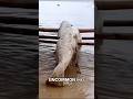 Mermaid Tail Found Washed Up On Jamaican Beach!