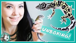 NEW PET // Leopard Gecko Unboxing! by Solid Gold Aquatics