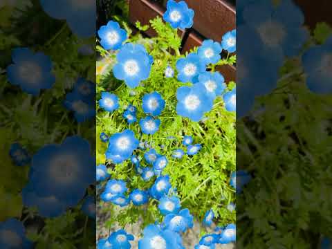 Spring is here! 💐#spring #flowers #japan #春　#花　#日本　#きれいな花