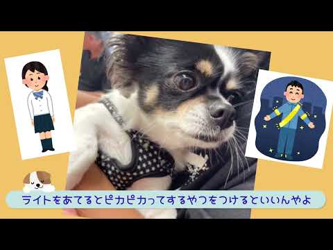 #ワンワンU・x・Uお悩み相談室9️⃣7️⃣〜福井市「まろちゃん」🐶暗くなったら #反射材 ✨をつけてね