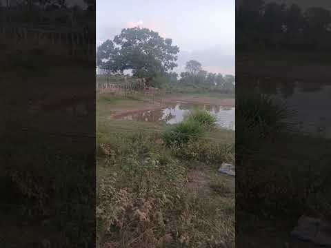 @sexta feira Amarante do Maranhão