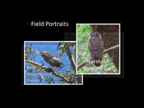 Jay Peretz: A Year Of Bird Portraits @ Jewish Community Center, Sonoma County