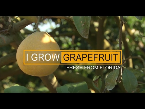 I Grow: Grapefruit