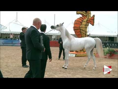 Menton 2016 - Class 7