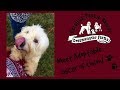 Video thumbnail 15 — Oscar of Union - An SOS Dog