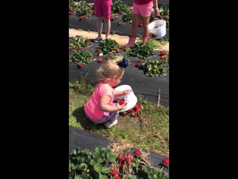 03.15.2015: Mae picking strawberries