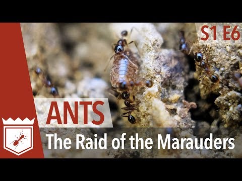 Ants: The Raid of the Marauders - Hidden Empires S1E06