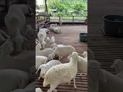 , title : 'Kandang domba'