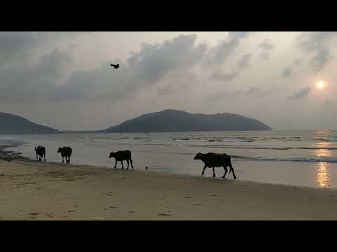 Beach side Barrelu , Manusulu oketekadu Jenthuvulu kuda beach chudali anukuntunnai🐂🐃🐂🐃🐂🐃