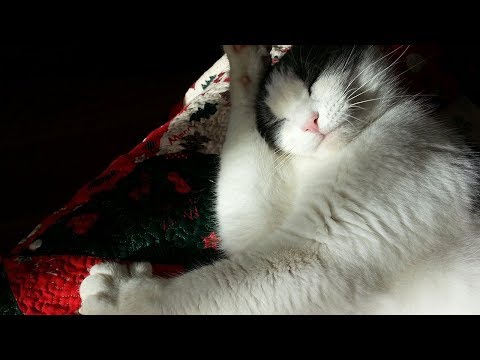 How to Get Rid of Cat Dandruff - Taking Care of Cats