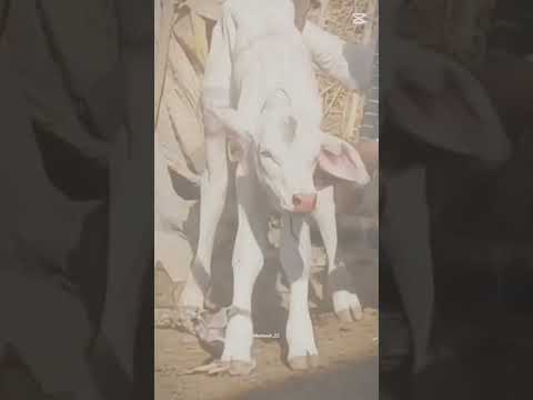 MM11 RESULT #mastercattlefarm #cattleworld #cow #cattlefarm #bull #sahiwalbreed