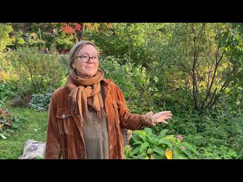 Vad är en skogsträdgård? Därför ska du odla vallört, silverbuske och akebia