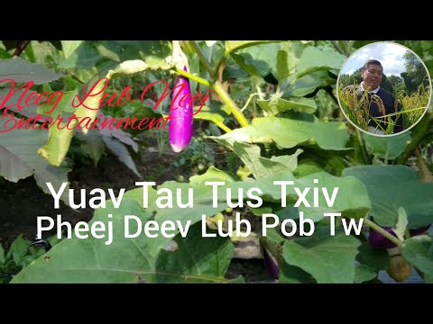 Yuav Tau Tus Txiv Pheej Deev Lub Pob Tw...8/12/21