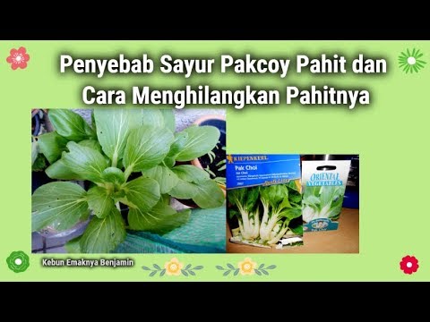 Oksana Pushkina tentang berat badan kehilangan Untuk menyingkirkan vakum perut