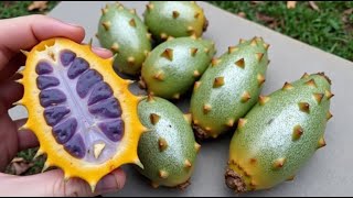 20 Exotic and Rare Fruits You’ll Wish You Could Try