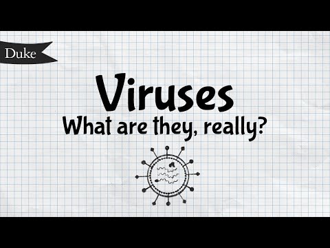 What Is A Virus? | Quick Learner