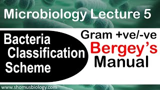Microbiology lecture 5 |Gram positive vs Gram negative  (Bergey’s manual)
