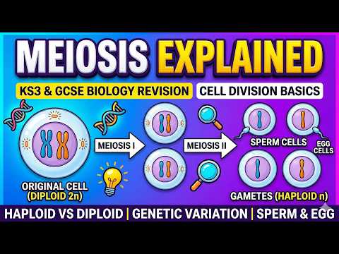 Meiosis Explained: Gametes & Chromosome Halving