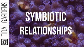 My Favorite Reef Aquarium Symbiotic Relationships